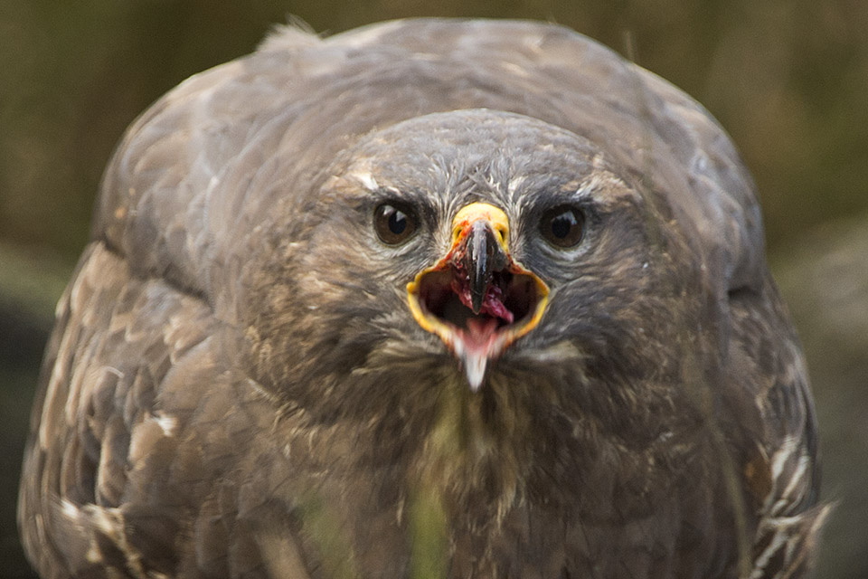 Buzzard